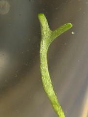 Riccia stricta
