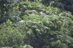 Cnidoscolus multilobus