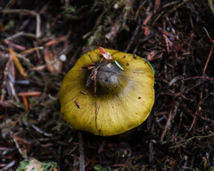 Tricholoma sejunctum