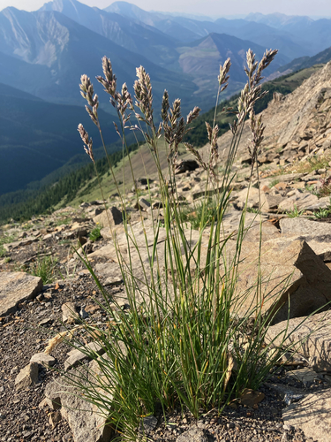 Cusick's bluegrass (Poa cusickii)