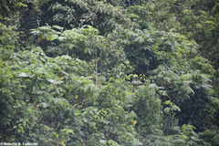 Cnidoscolus multilobus