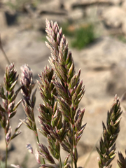 Poa cusickii