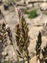 Poa cusickii