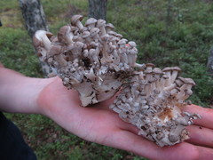 Lyophyllum fumosum