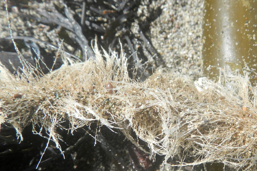 photo of Thecate Hydroids (Leptothecata)