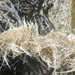 photo of Thecate Hydroids (Leptothecata)