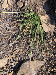 Elymus violaceus