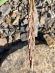 Elymus violaceus