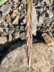 Elymus violaceus