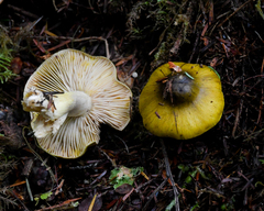 Tricholoma sejunctum