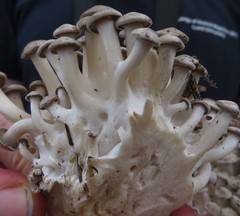 Lyophyllum fumosum