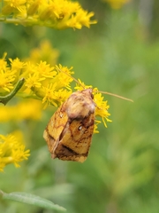 Papaipema leucostigma