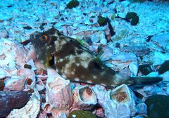 Sphoeroides lobatus