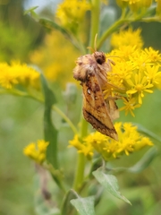 Papaipema leucostigma