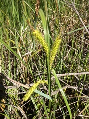 Carex hyalinolepis