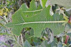 Lactuca serriola