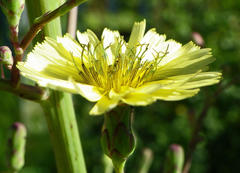 Lactuca serriola
