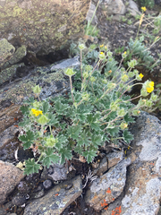 Potentilla subgorodkovii