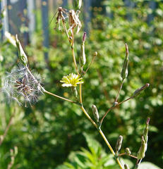 Lactuca serriola