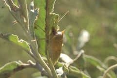 Arvelius albopunctatus