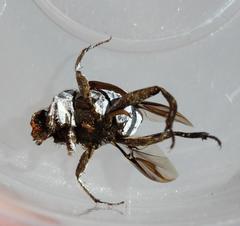 Neosisyphus macrorubrus