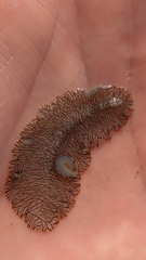 Prostheceraeus crozieri