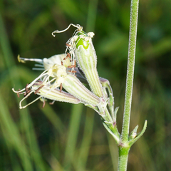 Silene multiflora