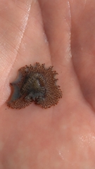 Prostheceraeus crozieri