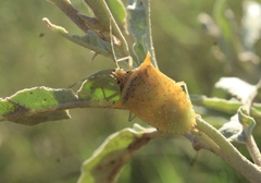 Arvelius albopunctatus