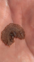 Prostheceraeus crozieri