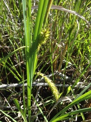 Carex hyalinolepis