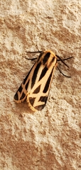 Apantesis carlotta