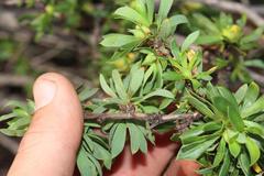 Cliffortia drepanoides