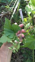 Ipomoea macrorhiza