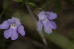 Prostanthera sejuncta