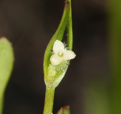 Galium bifolium