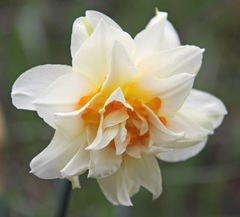 Narcissus × incomparabilis