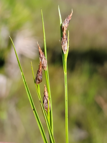 Image of Rhynchospora eximia by (c) Jay Horn, some rights reserved (CC BY)