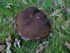 Phlebopus marginatus