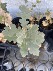 Quercus × eplingii