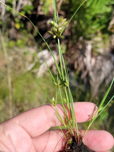 Cyperus flavescens image