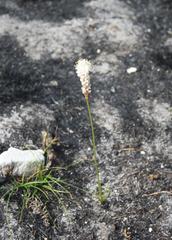 Bulbinella trinervis