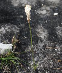 Bulbinella trinervis