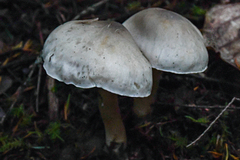 Tricholoma huronense