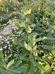 Asclepias syriaca
