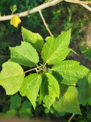 Triumfetta semitriloba