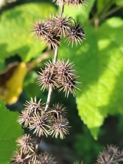 Triumfetta semitriloba