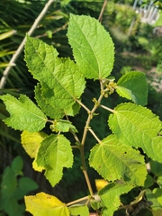 Triumfetta semitriloba