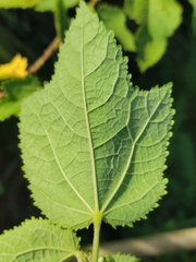 Triumfetta semitriloba