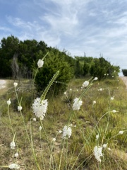 Oenothera glaucifolia